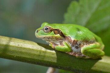ニホンアマガエル