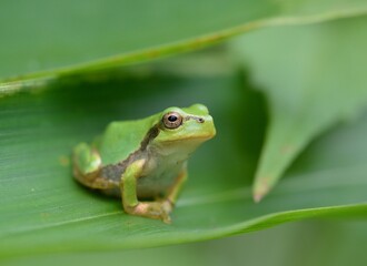 ニホンアマガエル