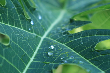 Close up green Papaya leaf with the water drop for the background.