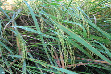 Close up of green paddy rice and a drop of water. yellow green rice field in thailand.