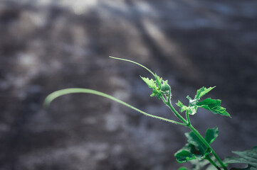 Green leaf absorbs morning sunlight. Leaves of a creeper plant close-up illuminated by morning ray of light. Beauty in Nature background. Photosynthesis chlorophyll Botany Biology Concept.