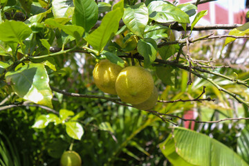 A small lemon tree in the garden.