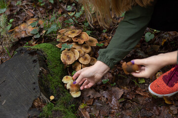 Beautiful woman collecting mushrooms in the forest