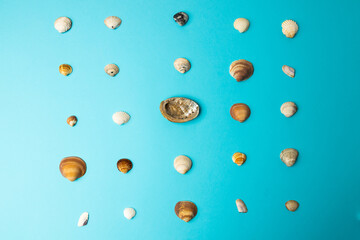 various sea shells on blue background