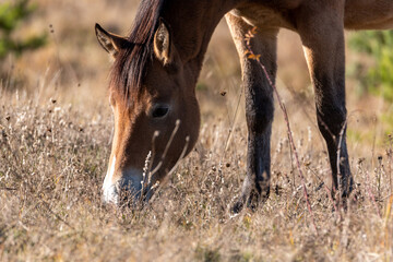 Extreme closeup of a young purebred arabian mare on autumn golden grassland pasture eating