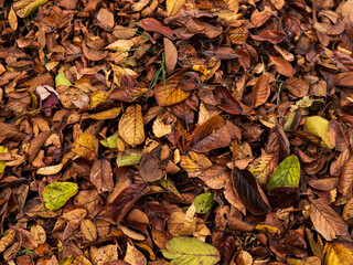 晩秋の森の風景。黄葉した葉。　11月