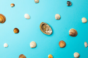 various sea shells on blue background