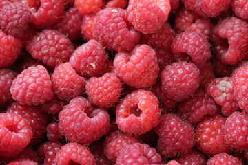 close up of raspberries