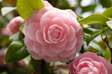 Camellia japonica ”Otome