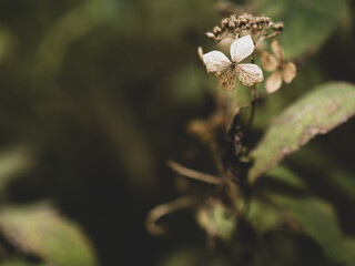 冬枯れの紫陽花