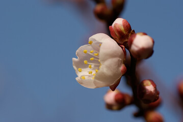 White Flower of Japanese Apricot tree Opening