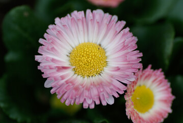 Pink Bellis perennis (English Daisy) Close Up Macro