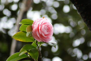 Camellia japonica &rdquo;Otome" Pink Perfection Bokeh Background