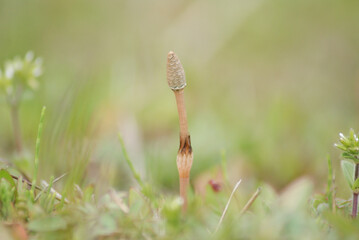 Wild Horsetail Close Up Macro