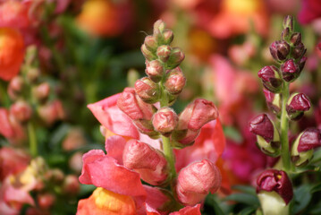  Buds of Antirrhinum majus Big Close Up Macro