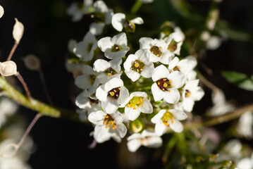 Sweet alyssum (Lobularia maritima) Big Close Up Macro
