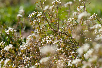 shepherd's purse (Capsella bursa-pastoris)