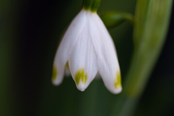 Obraz premium Galanthus (Snowdrop) Big Close Up Macro