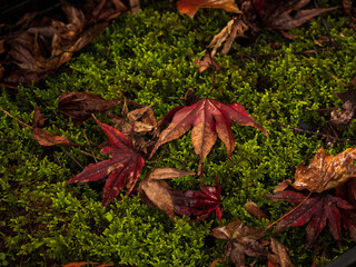 色づくモミジ・カエデ　埼玉県川口市安行