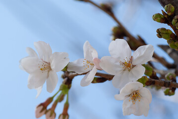 Somei-yoshino cherry blossom Close Up