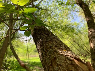 tree in the forest