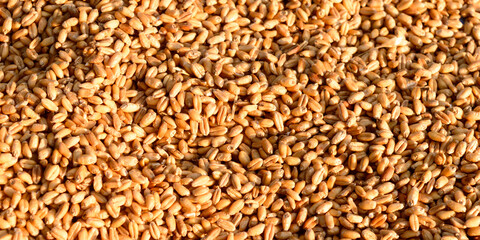 Seamless wheat grain texture pattern in morning sunlight. Natural dry raw organic food grain. Top view background. Dried breakfast cereal Macro shot. Closeup. Agriculture harvest concept.