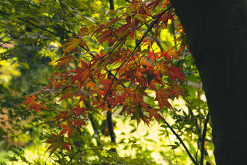 色づくモミジ・カエデ　埼玉県川口市安行