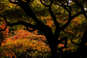 色づくモミジ・カエデ　埼玉県川口市安行