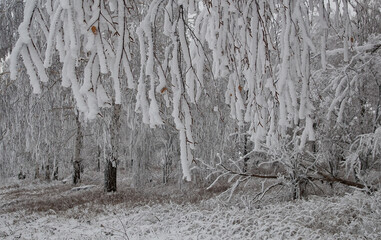 Trees in the forest in cold winter
