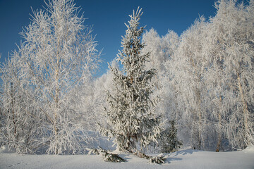 Trees in the forest in cold winter
