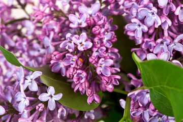 Obraz na płótnie Canvas Blossoming branch of lilac (Syringa vulgaris). Background of violet flowers.