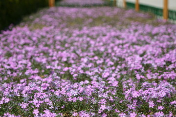 Fototapeta premium Korean flower