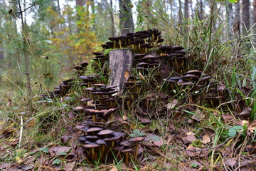 Obraz premium Many dangerous inedible mushrooms grow on a tree stump in a forest. Poisonous mushrooms, hazardous to health.