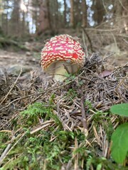 fly mushroom