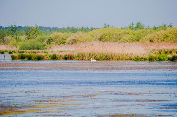  Steinhuder Meer-Meerbruchswiesen