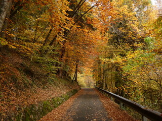 Naklejka premium autumn in the forest