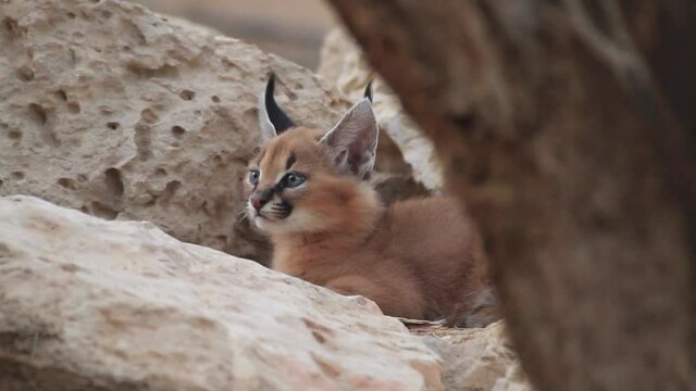 Caracal Active at night feeds on rodents in the Negev desert, Israel