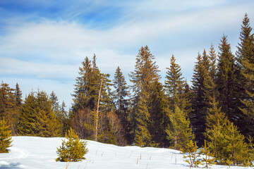 snow mountains landscape panorama in bulgarian ski resort Bansko, Bulgaria ,forest