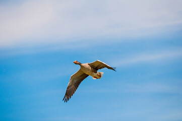  Steinhuder Meer-Meerbruchswiesen ,   Graugans bei Flug.