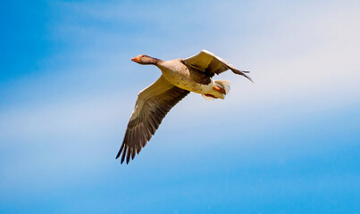  Steinhuder Meer-Meerbruchswiesen ,   Graugans bei Flug.