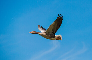 Obraz premium Steinhuder Meer-Meerbruchswiesen , Graugans bei Flug.