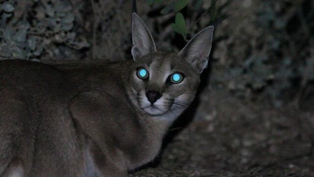 A close-up of a caracal head licking Active at night in the Negev desert, Israel