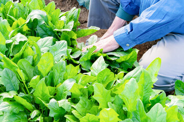 Naklejka premium ほうれん草畑