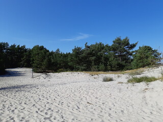Strand mit Aussicht auf Nadelwald, Hel, Polen