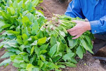 ほうれん草畑