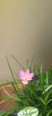 Valentine's Day vertical banner with space for text. Habranthus robustus, Brazilian copperlily, pink fairy lily, pink rain lily one flower in the garden. Flowering plant. Close-up, macro, isolated.