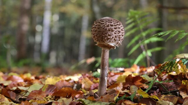 Macrolepiota procera - Video of parasol mushrooms on grass