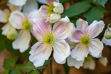 Pink Clematis Flowers in Springtime