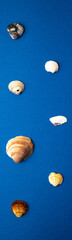 various sea shells on blue background