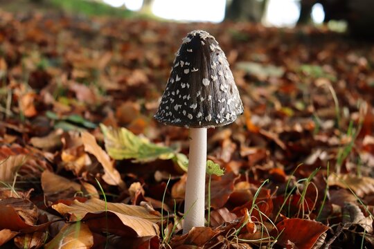magpie inkcap fungus (coprinopsis picacea) in autumn forest